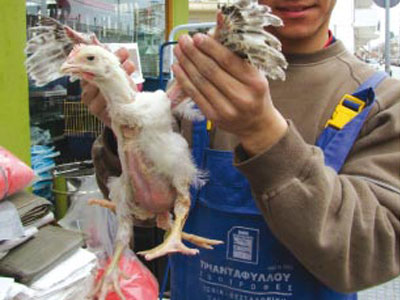 Τετράποδο κοτόπουλο γεννήθηκε στη Ροδόπη!